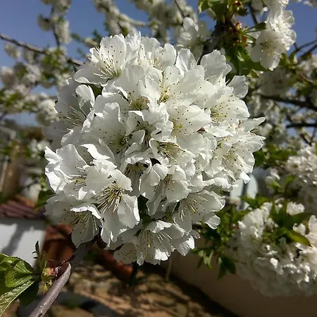 住宿加早餐酒店 Joaquim Do Norte Podence