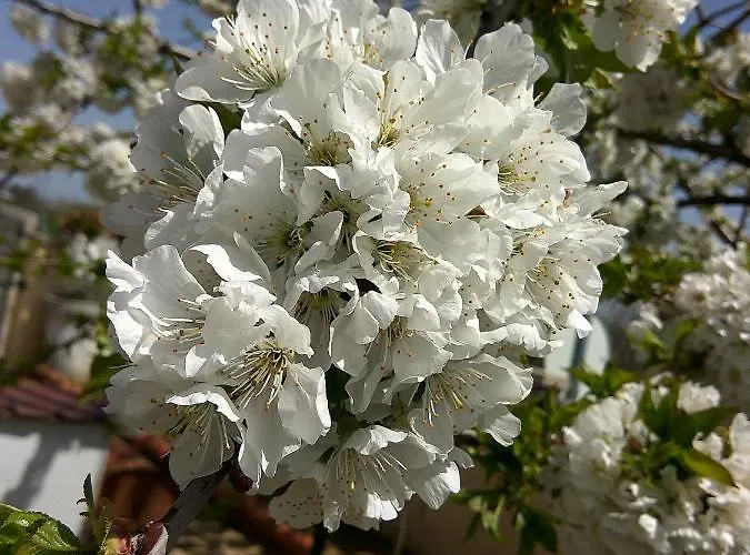 Nocleg ze śniadaniem Joaquim Do Norte Podence